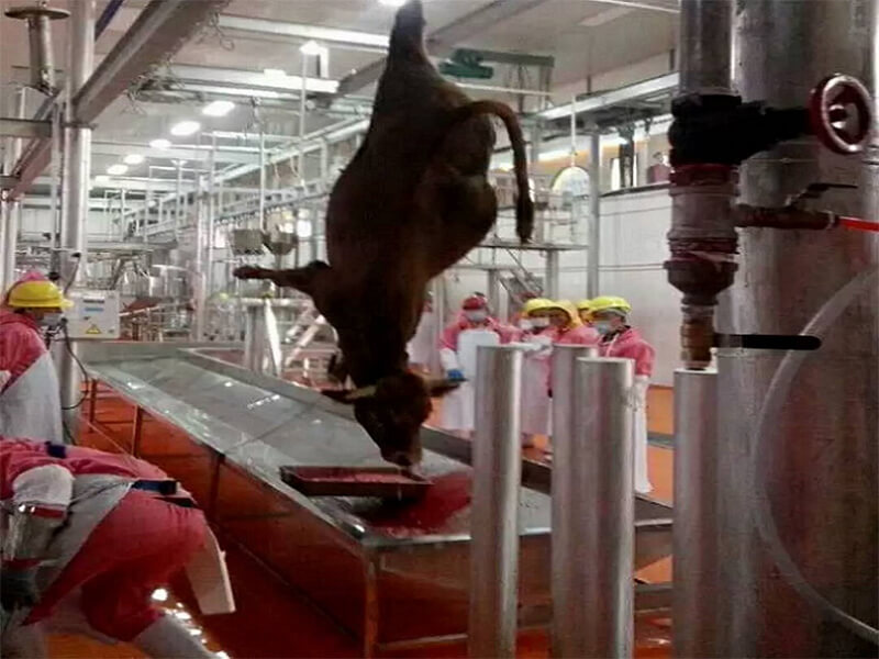 Bleeding automatic convey rail cattle cow abattoir equipment