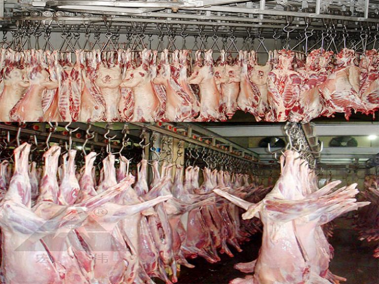 Cattle/Cow Abattoir Slaughter Line Process 7 Beef Half Carcass