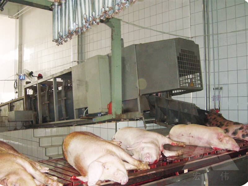 Living pig entrance channel passageway pig hog swine abattoir equipment