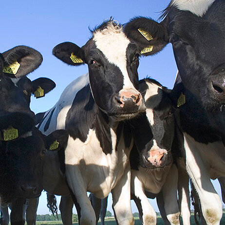 cattle cow slaughter line abattoir equipment slaughtering machine halal slaughter line slaughterhouse tool