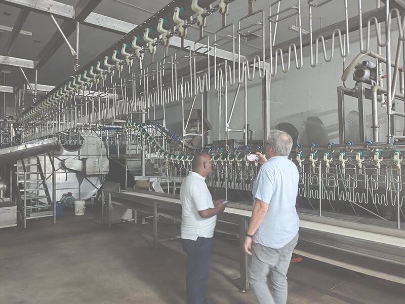 poultry processing equipment chicken slaughter line machinery visit 4