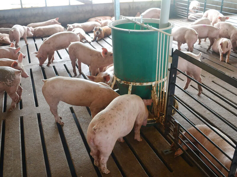 small mini scale pig farm pig slaughter equipment